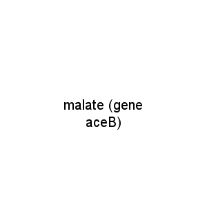 malate (gene aceB)